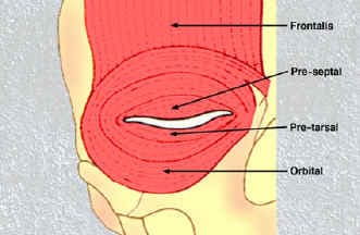 Eyelid anatomy illustration showing layers and structures