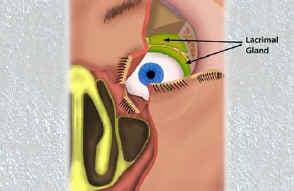 Lacrimal system anatomy overview — tear drainage pathway diagram